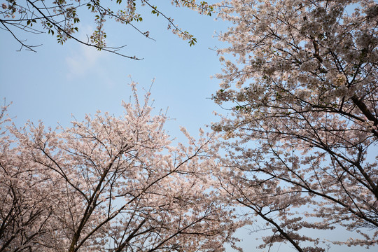 櫻花