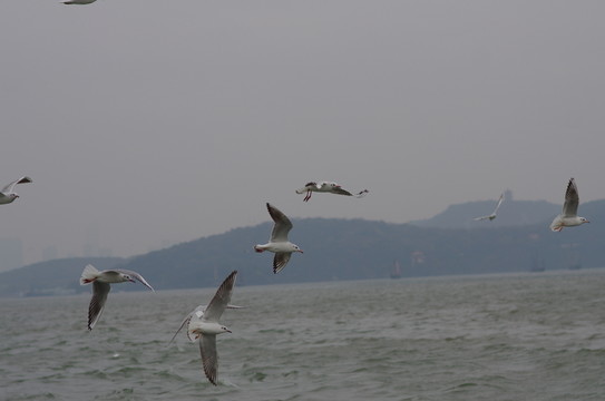 海鷗