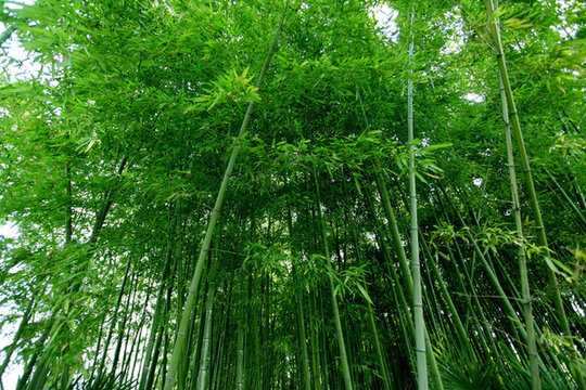 竹子 竹林