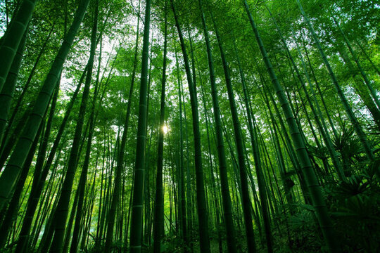 竹子 竹林