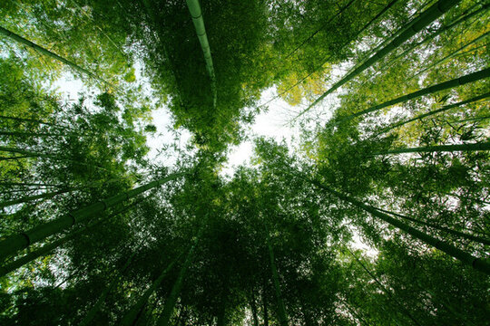 竹子 竹林 TIF格式