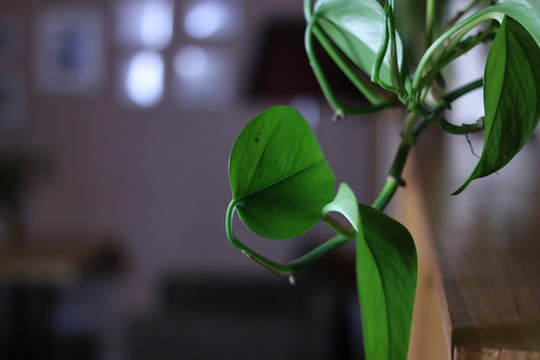 植物花草