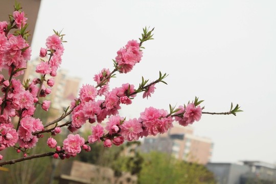 桃花