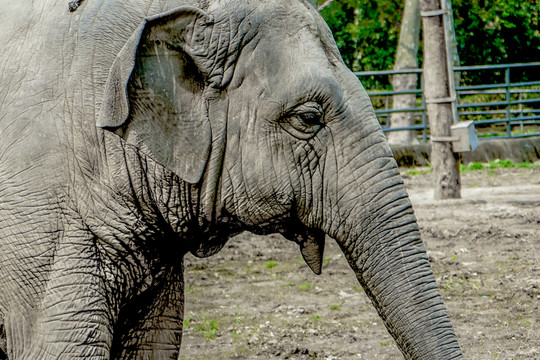 大象高清 動(dòng)物園 觀賞動(dòng)物