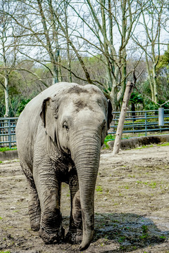 大象高清 動(dòng)物園 觀賞動(dòng)物