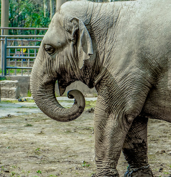 大象高清 動(dòng)物園 觀賞動(dòng)物