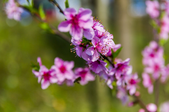 桃花