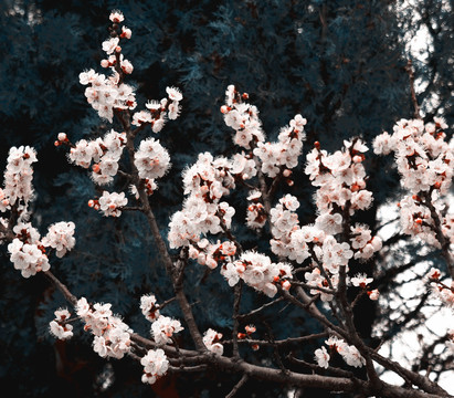 春花開