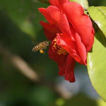 采蜜