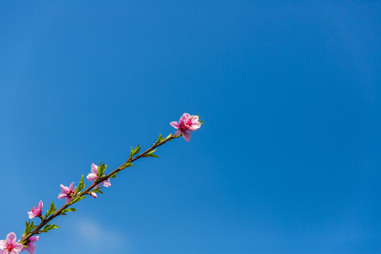 桃花