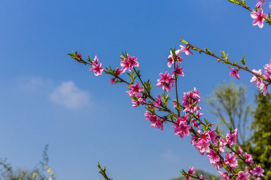 桃花