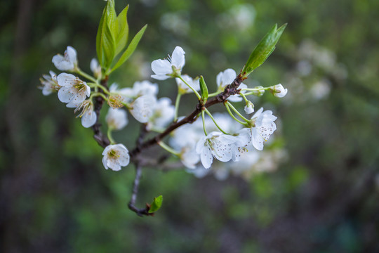 櫻桃花