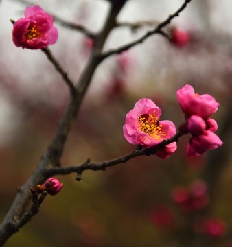 梅花