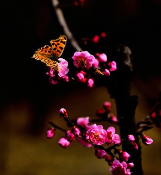 蝴蝶 梅花 蜜蜂