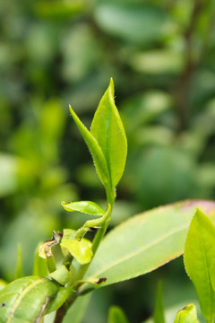 茶葉 茶芽 綠芽 嫩芽
