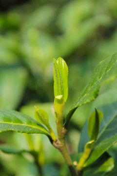 茶葉 茶芽 綠芽 嫩芽
