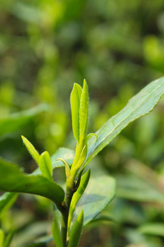 茶葉 茶芽 綠芽 嫩芽