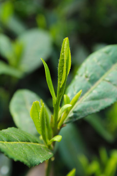 茶葉 茶芽 綠芽 嫩芽