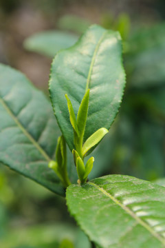 茶葉 茶芽 綠芽 嫩芽
