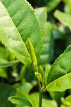茶葉 茶芽 綠芽 嫩芽