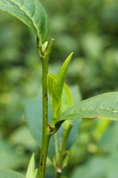 茶葉 茶芽 綠芽 嫩芽