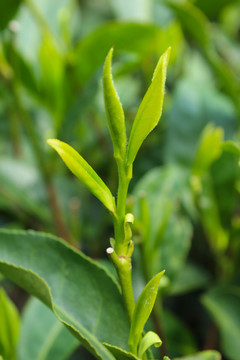 茶葉 茶芽 綠芽 嫩芽