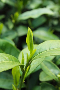 茶葉 茶芽 綠芽 嫩芽