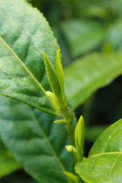 茶葉 茶芽 綠芽 嫩芽