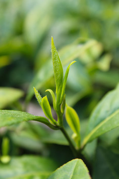 茶葉 茶芽 綠芽 嫩芽