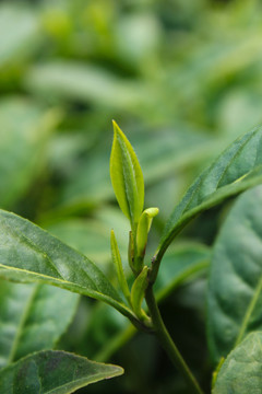 茶葉 茶芽 綠芽 嫩芽