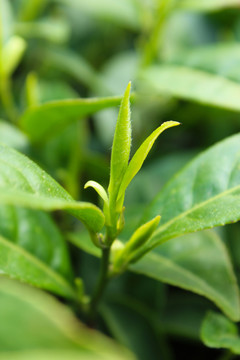 茶葉 茶芽 綠芽 嫩芽