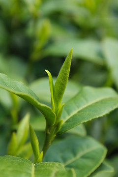 茶葉 茶芽 綠芽 嫩芽