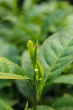 茶葉 茶芽 綠芽 嫩芽