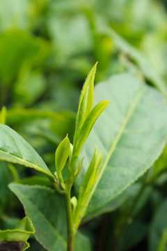 茶葉 茶芽 綠芽 嫩芽