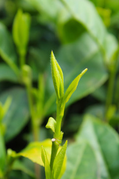 茶葉 茶芽 綠芽 嫩芽