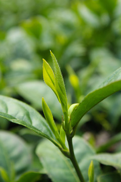 茶葉 茶芽 綠芽 嫩芽