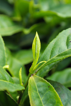 茶葉 茶芽 綠芽 嫩芽