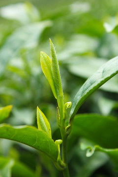 茶葉 茶芽 綠芽 嫩芽