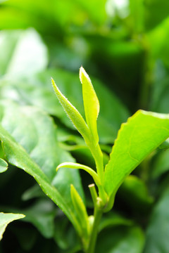 茶葉 茶芽 綠芽 嫩芽