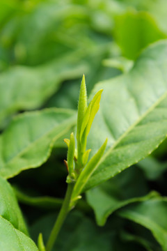 茶葉 茶芽 綠芽 嫩芽