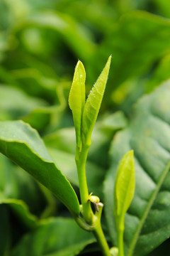 茶葉 茶芽 綠芽 嫩芽