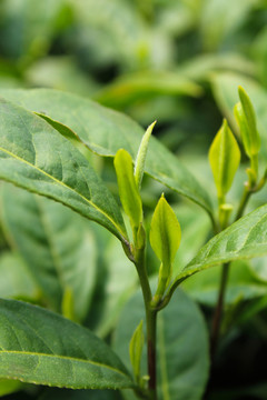 茶葉 茶芽 綠芽 嫩芽