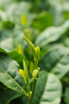 茶葉 茶芽 綠芽 嫩芽
