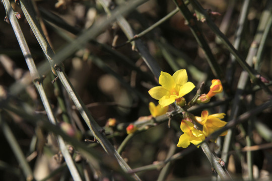 迎春花