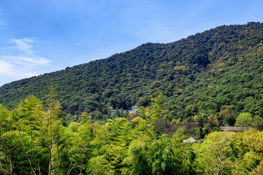 山脈 綠森林