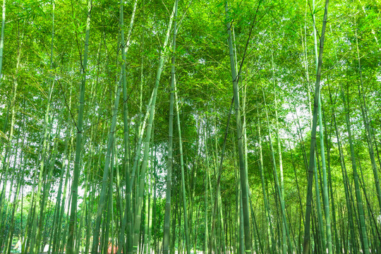 竹林風(fēng)景 竹林 南山竹海 林