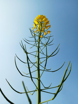 油菜花