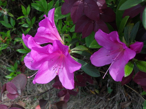 杜鵑花