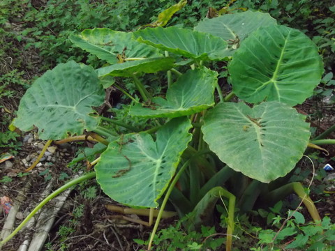 野芋葉