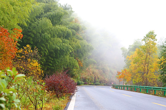 塔川 道路 竹林 紅葉